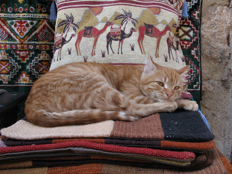 Turkkedi.JPG