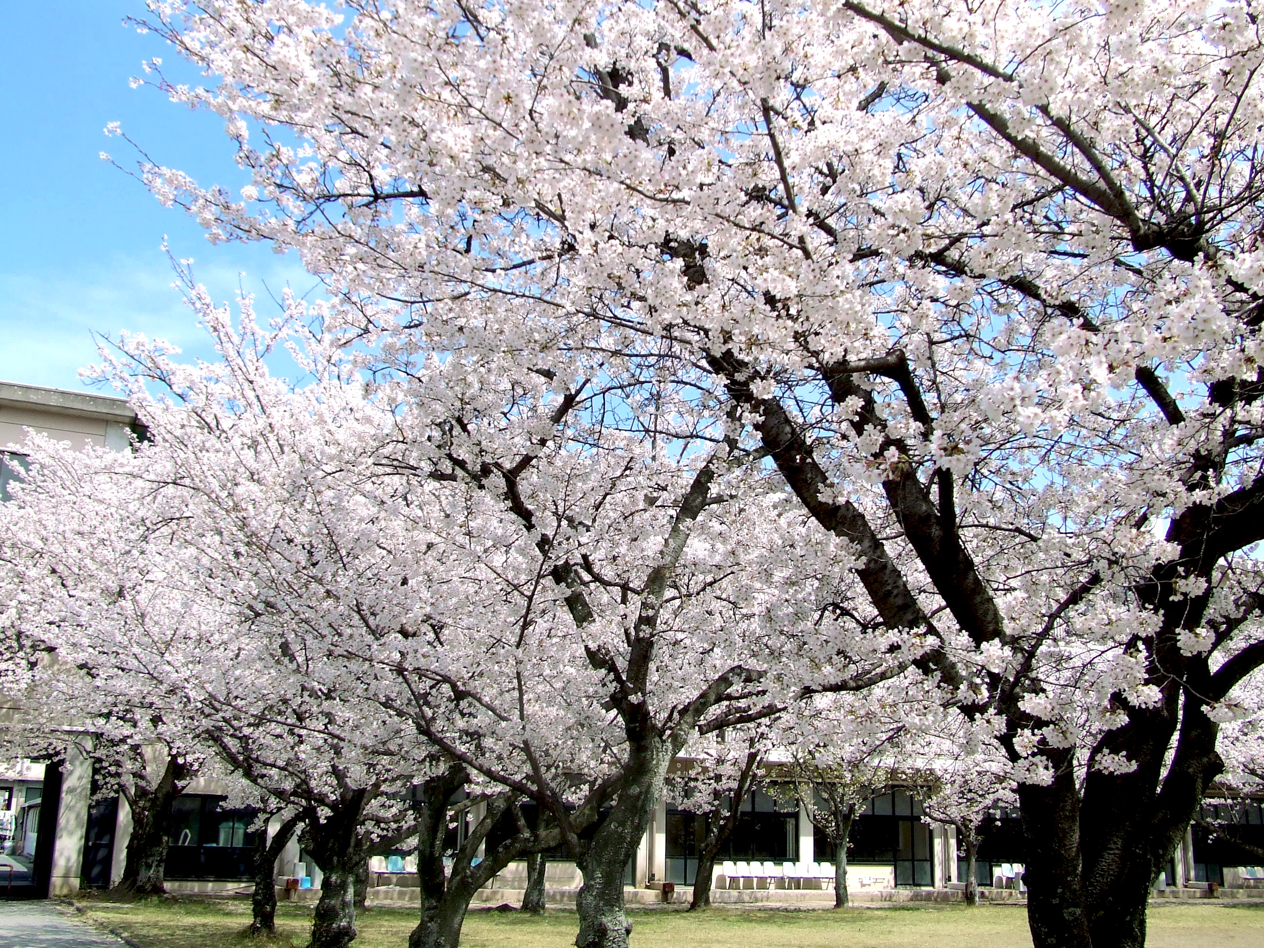 sakura.jpg