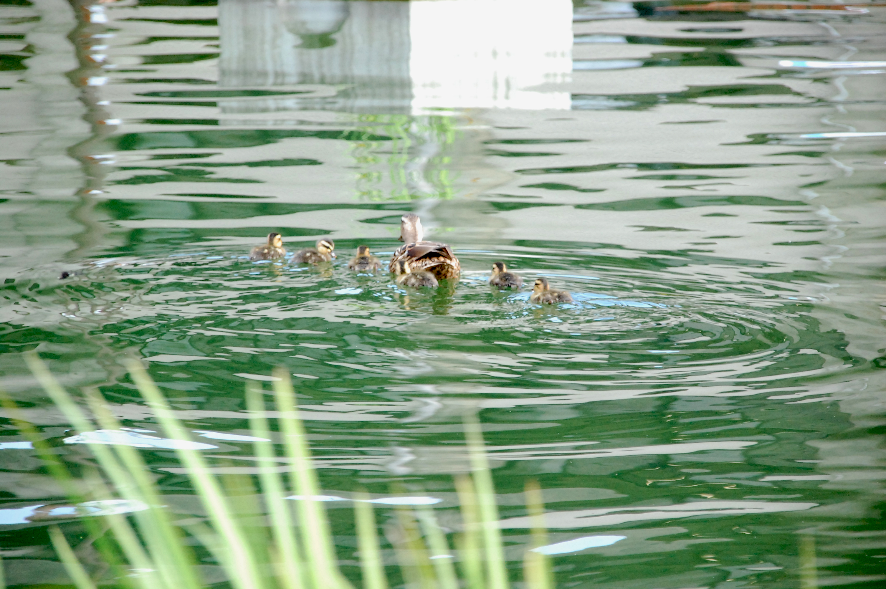 DSC_0029.JPG