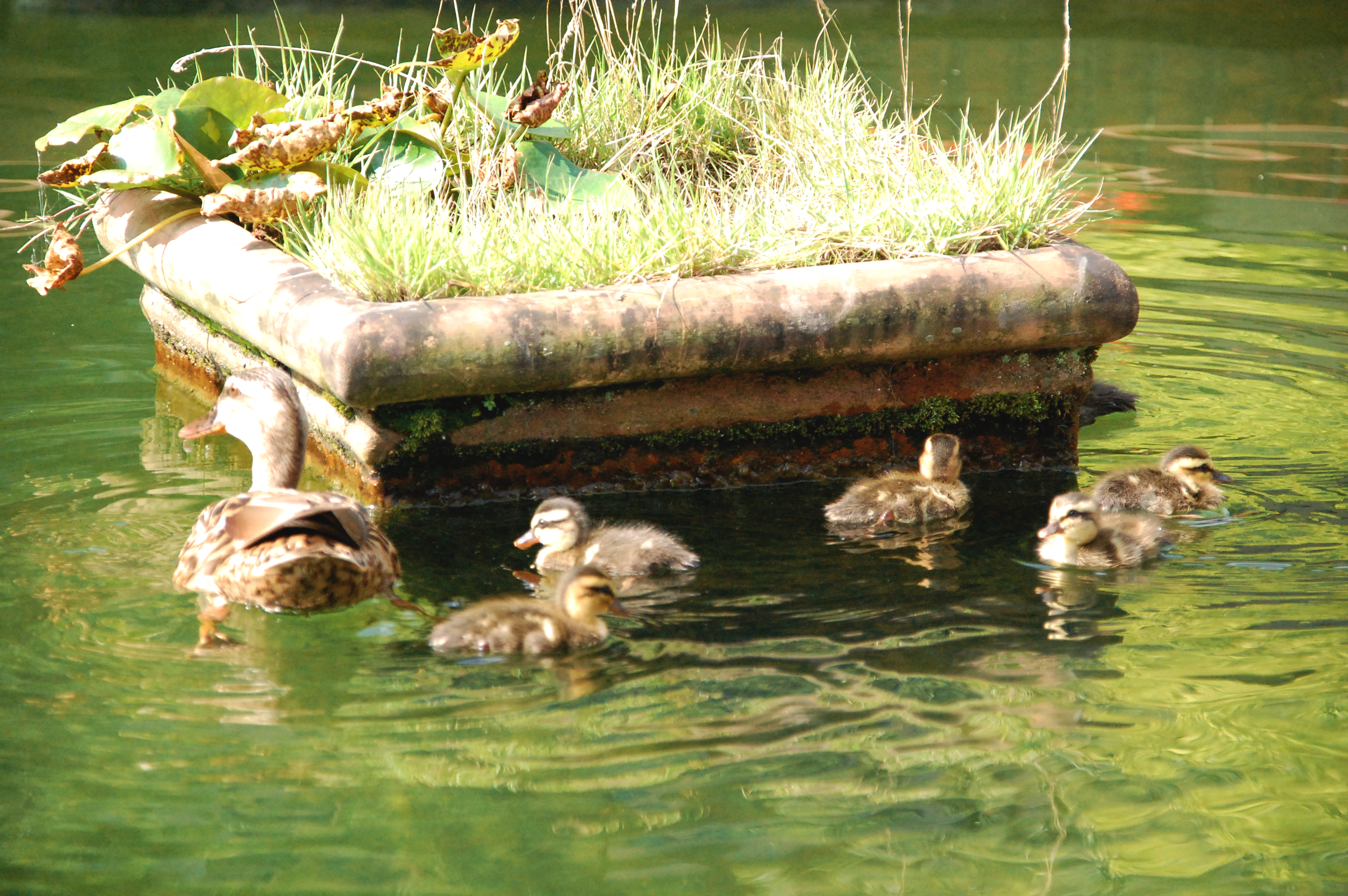 DSC_0062.JPG