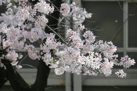 IMG_4996.JPG